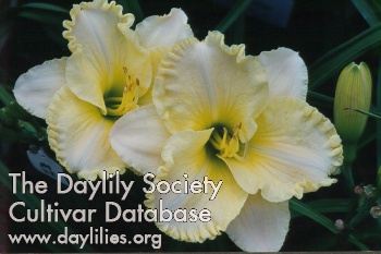 Daylily Ben Adams